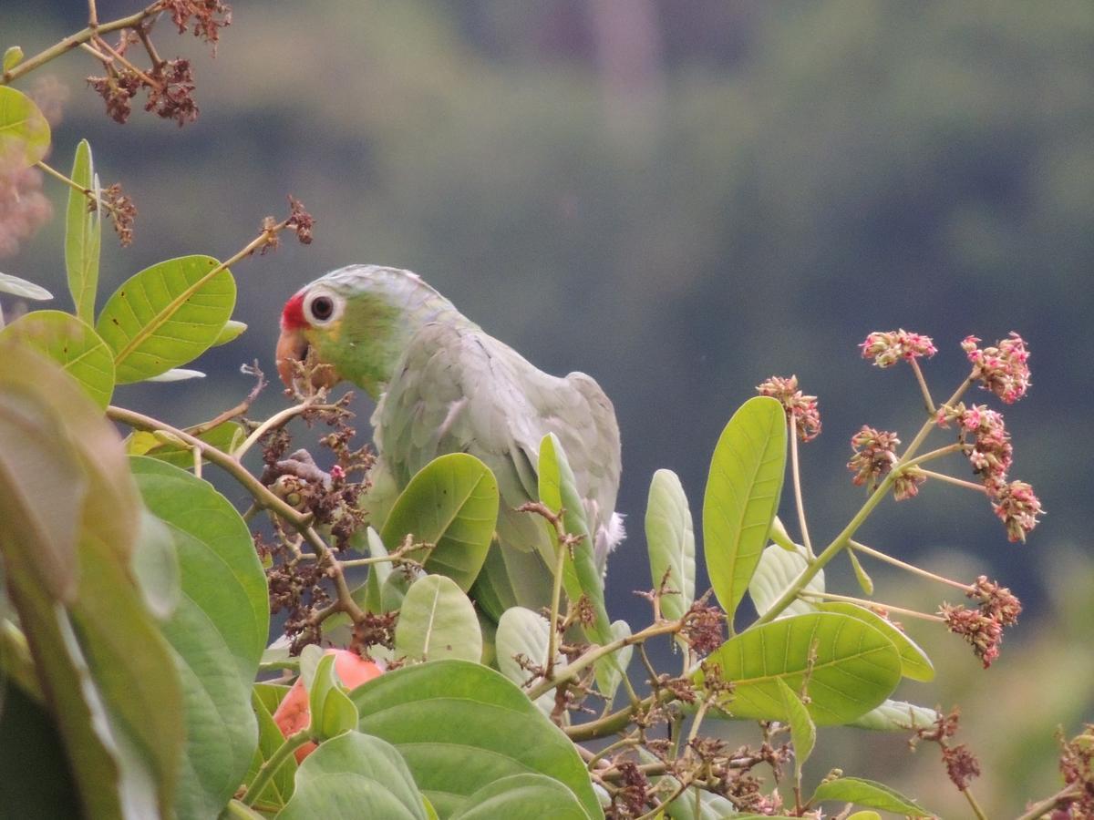 LookOut DrakeBay Villa Drake Bay Bagian luar foto